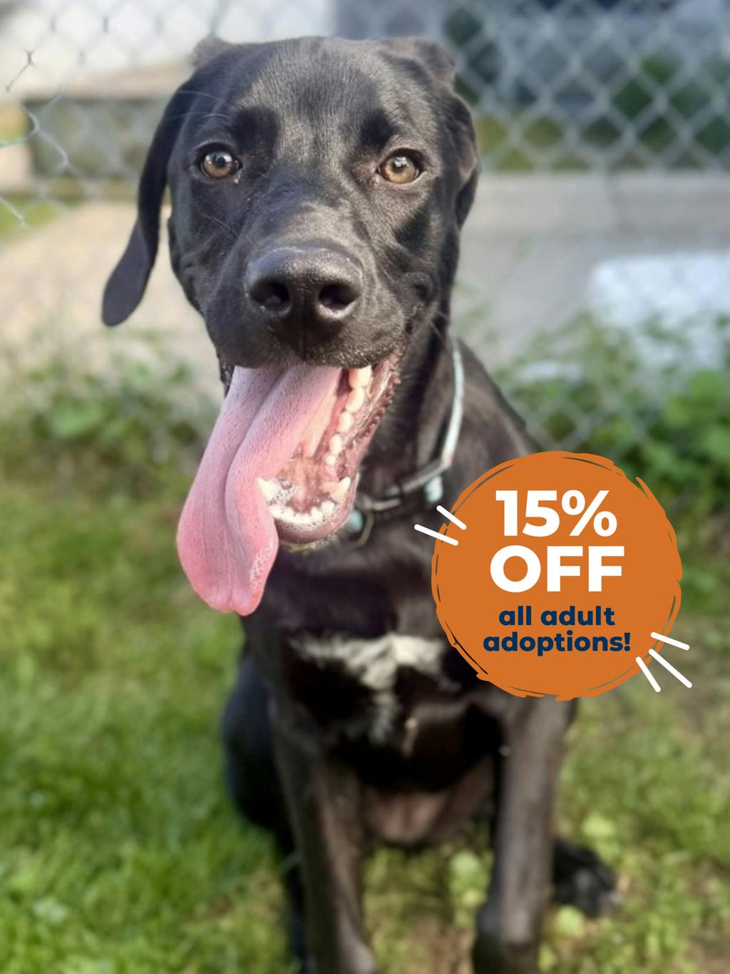 Blackberry, a 1 year old Black Female Labrador Dog