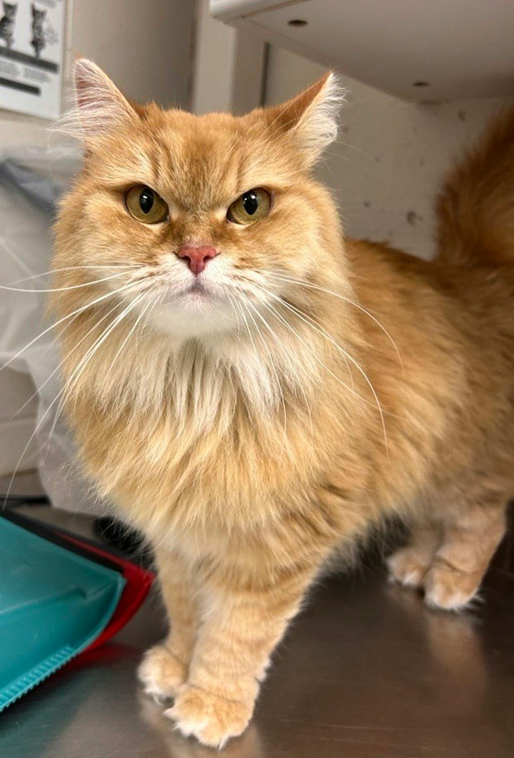 Pumpkin, a 6 years and 8 months old Orange Female Domestic Longhair Cat