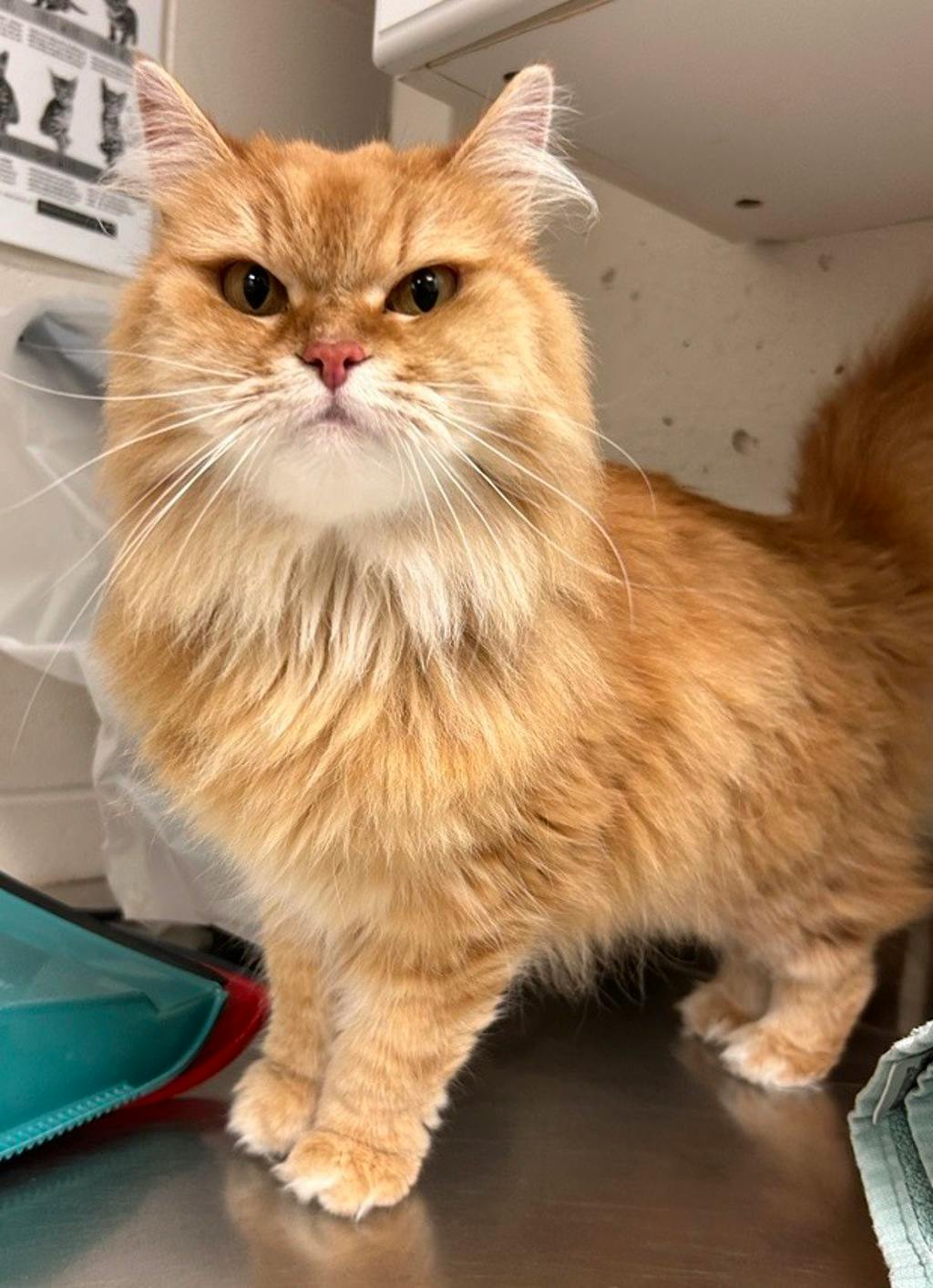 Pumpkin, a 6 years and 8 months old Orange Female Domestic Longhair Cat