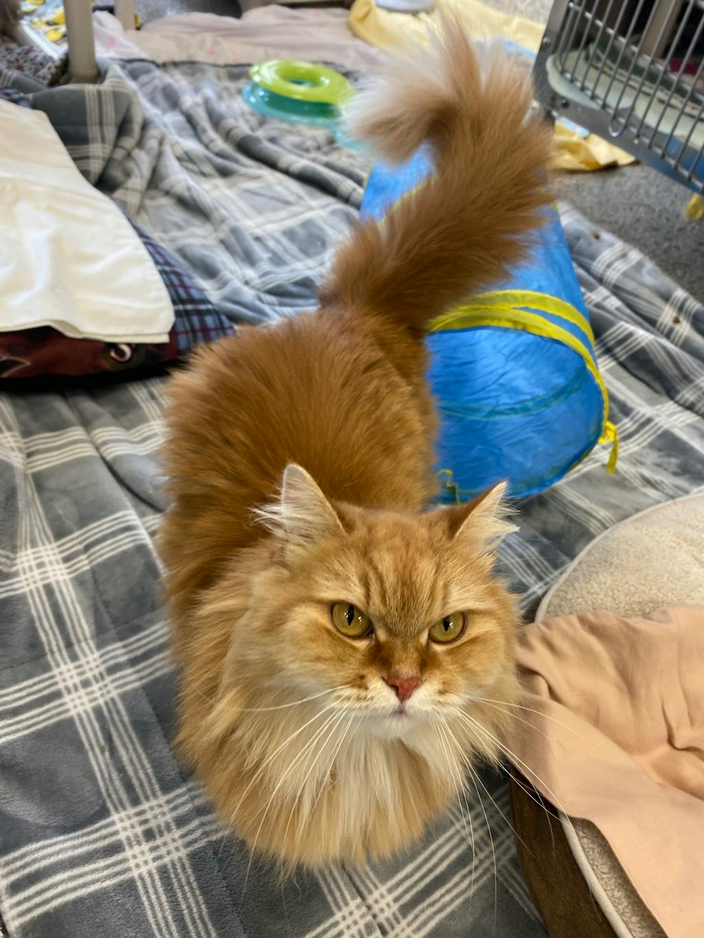 Pumpkin, a 6 years and 8 months old Orange Female Domestic Longhair Cat