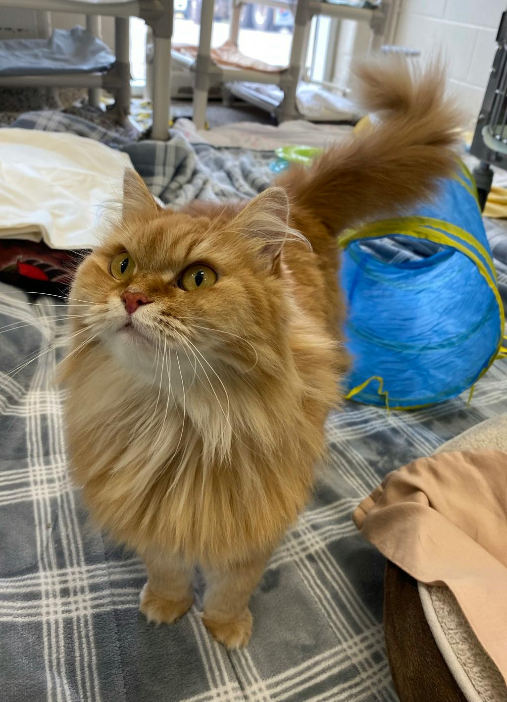 Pumpkin, a 6 years and 8 months old Orange Female Domestic Longhair Cat