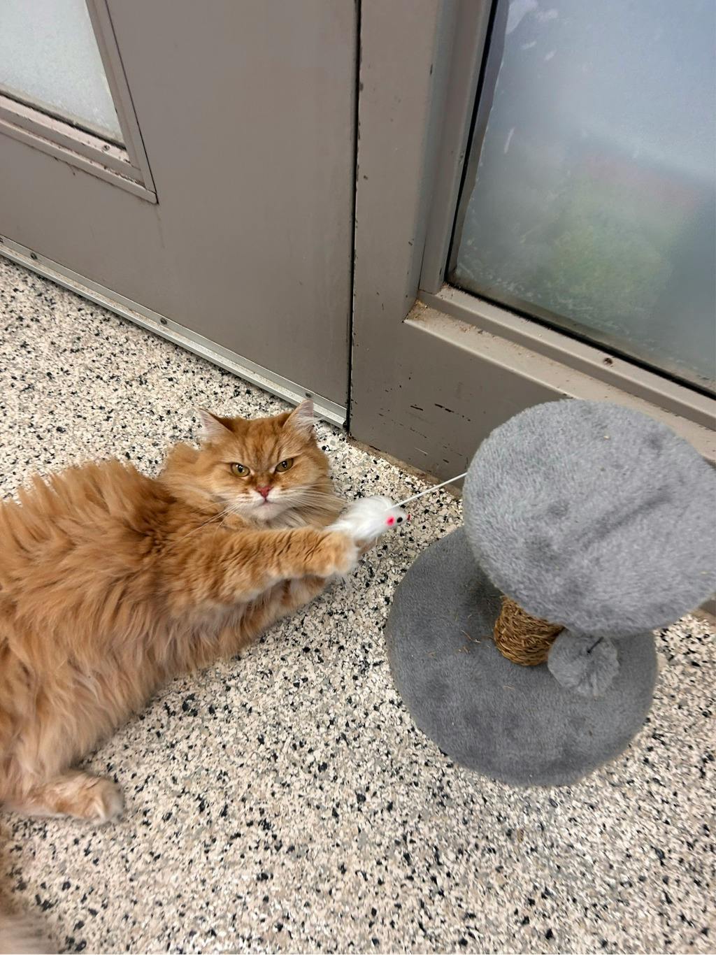 Pumpkin, a 6 years and 8 months old Orange Female Domestic Longhair Cat