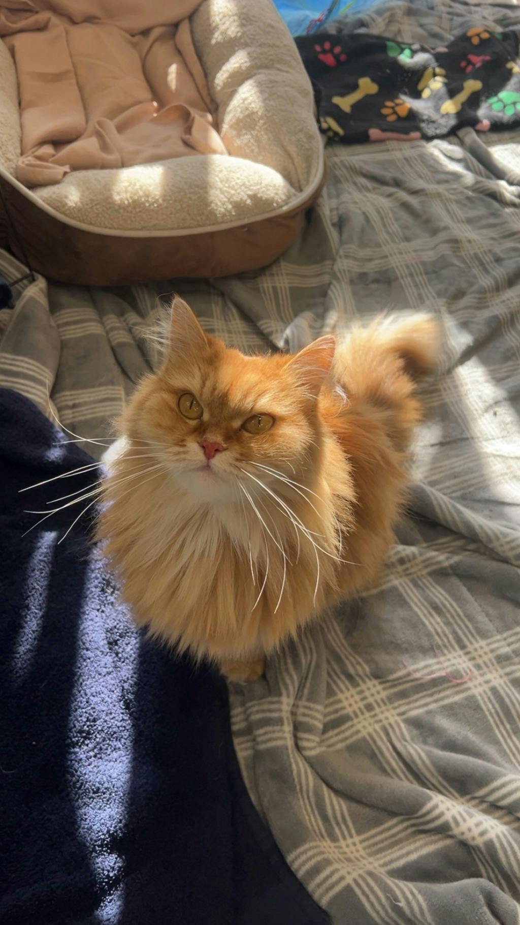 Pumpkin, a 6 years and 8 months old Orange Female Domestic Longhair Cat