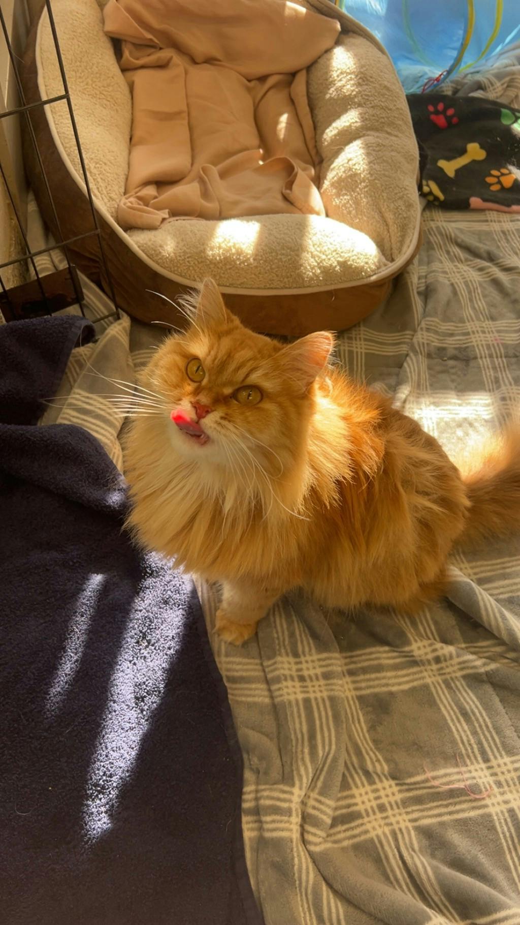 Pumpkin, a 6 years and 8 months old Orange Female Domestic Longhair Cat