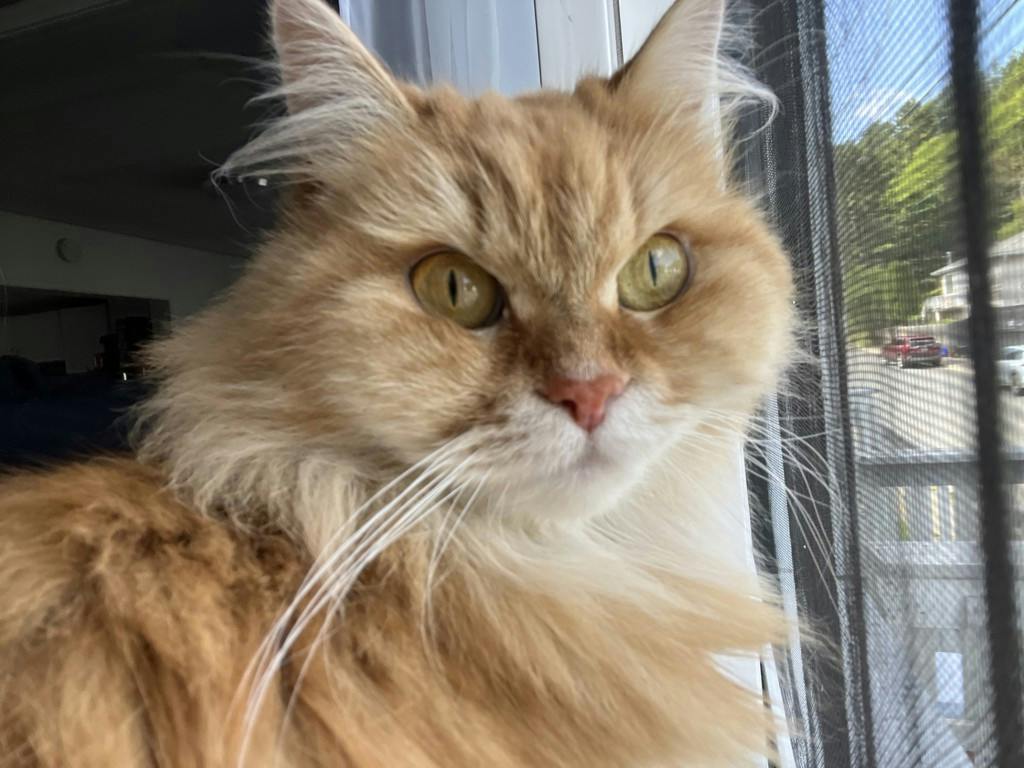 Pumpkin, a 6 years and 8 months old Orange Female Domestic Longhair Cat