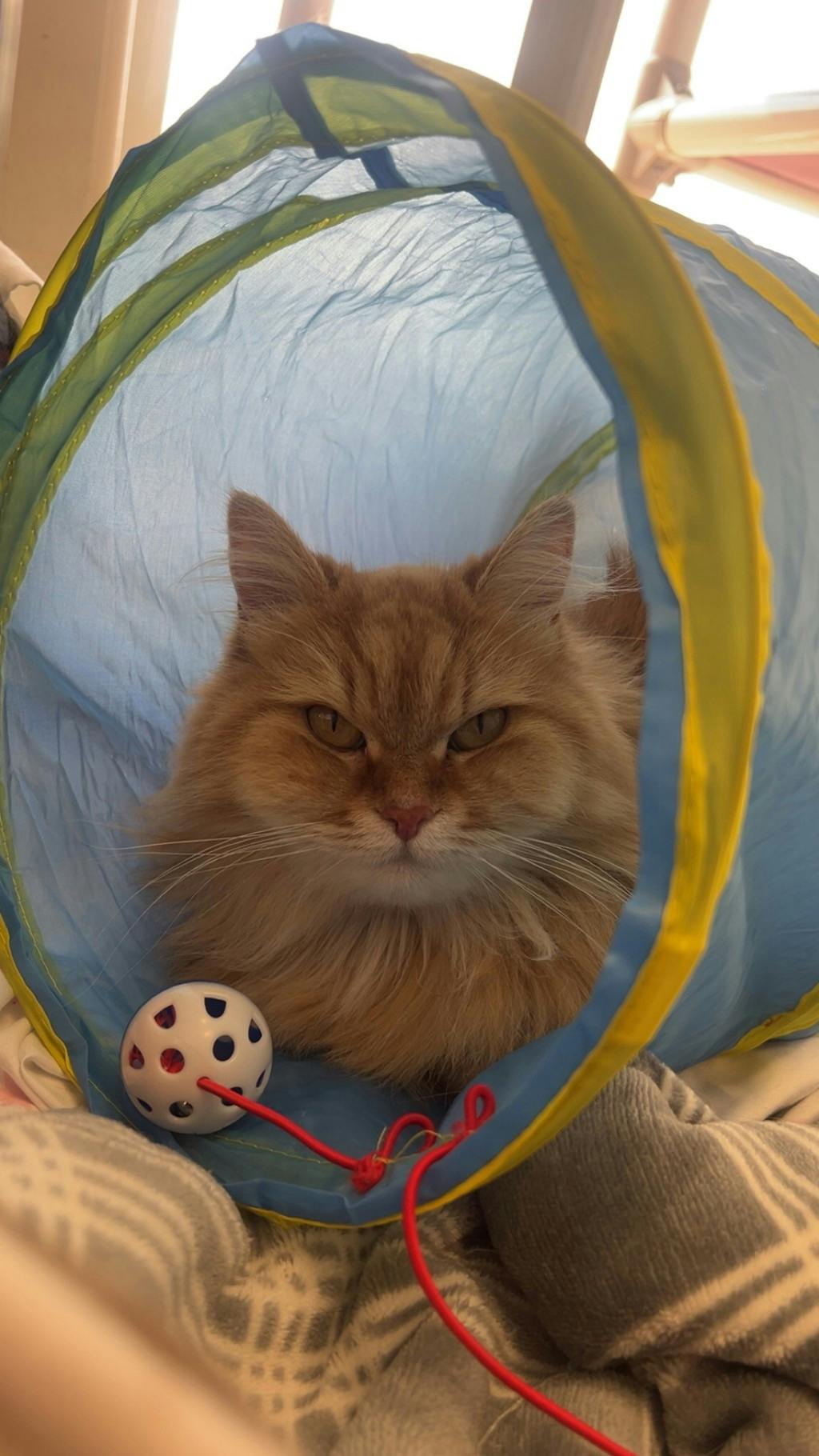 Pumpkin, a 6 years and 8 months old Orange Female Domestic Longhair Cat