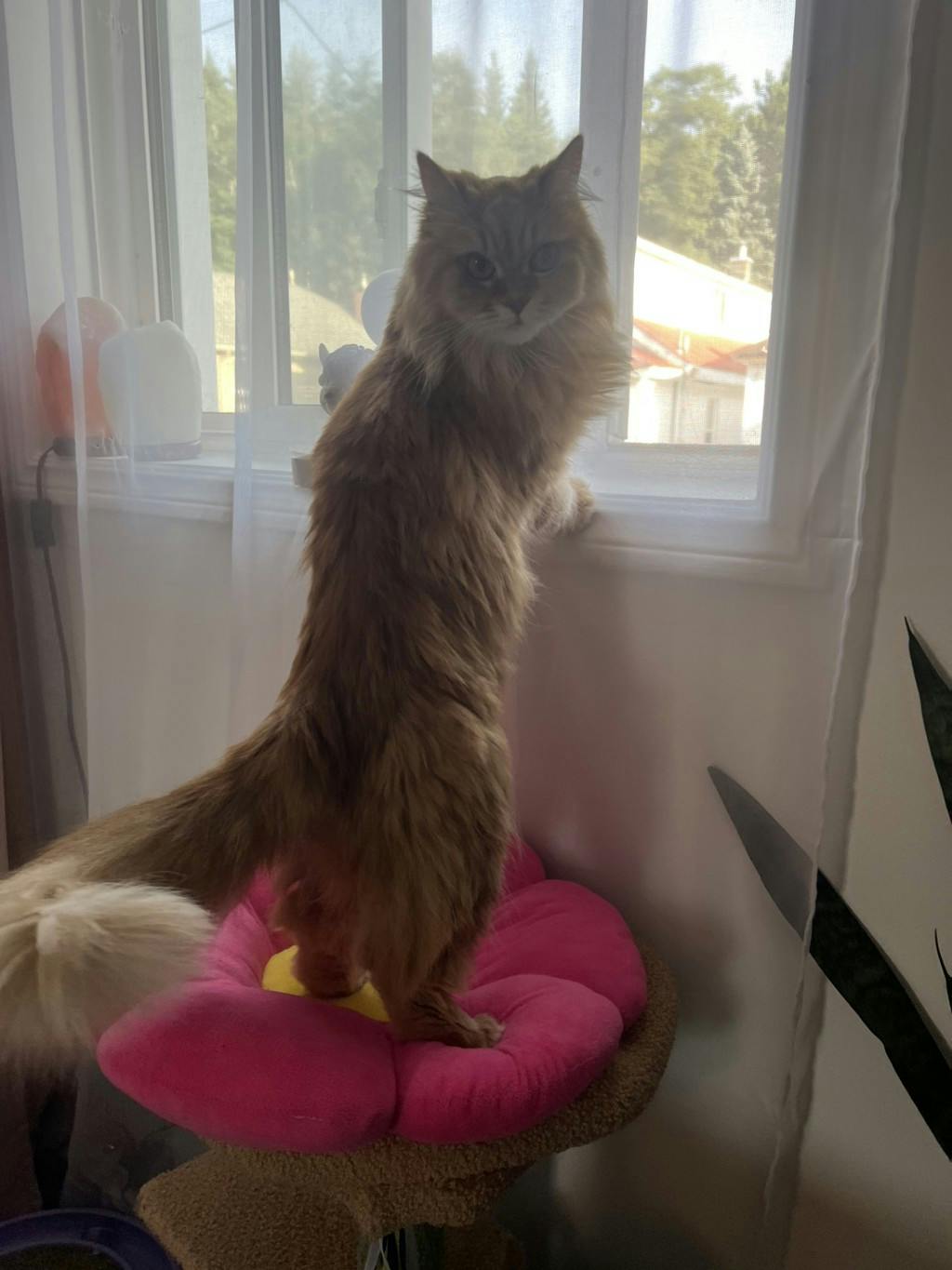 Pumpkin, a 6 years and 8 months old Orange Female Domestic Longhair Cat