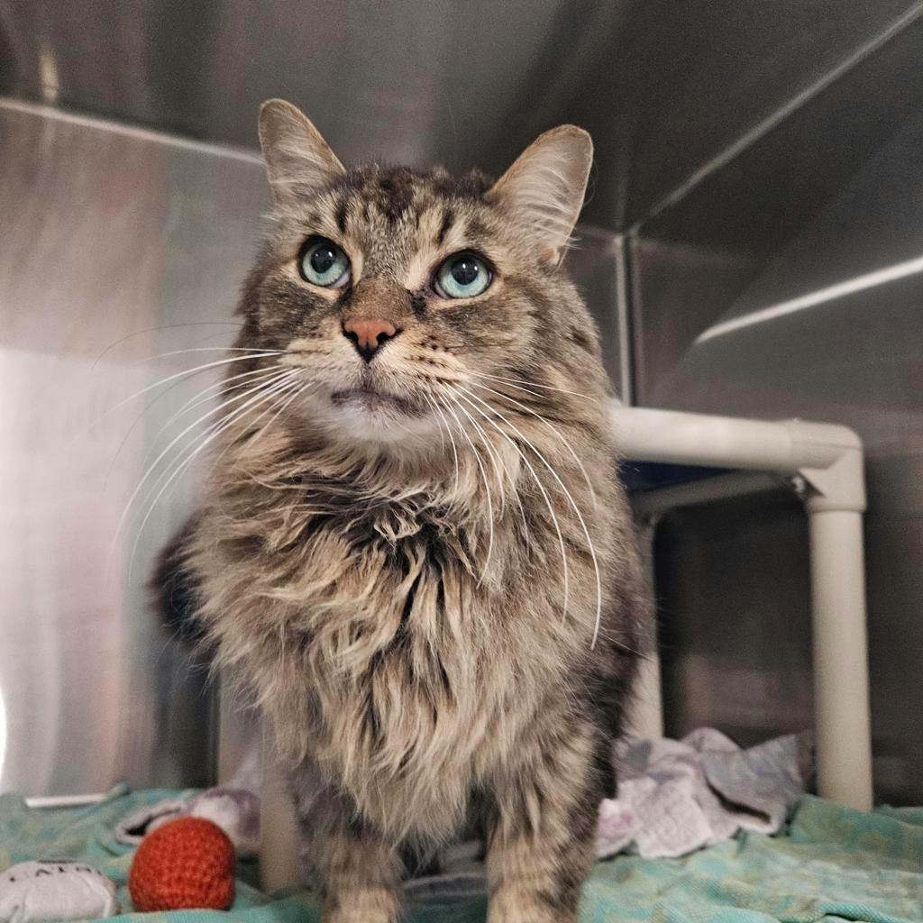 Virgo, a 3 years old Brown Tabby Male Domestic Longhair Cat