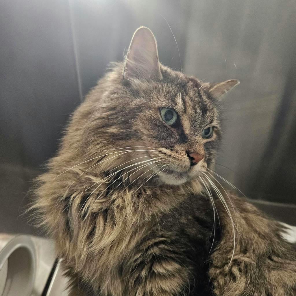Virgo, a 3 years old Brown Tabby Male Domestic Longhair Cat