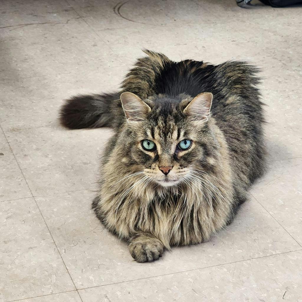 Virgo, a 3 years old Brown Tabby Male Domestic Longhair Cat