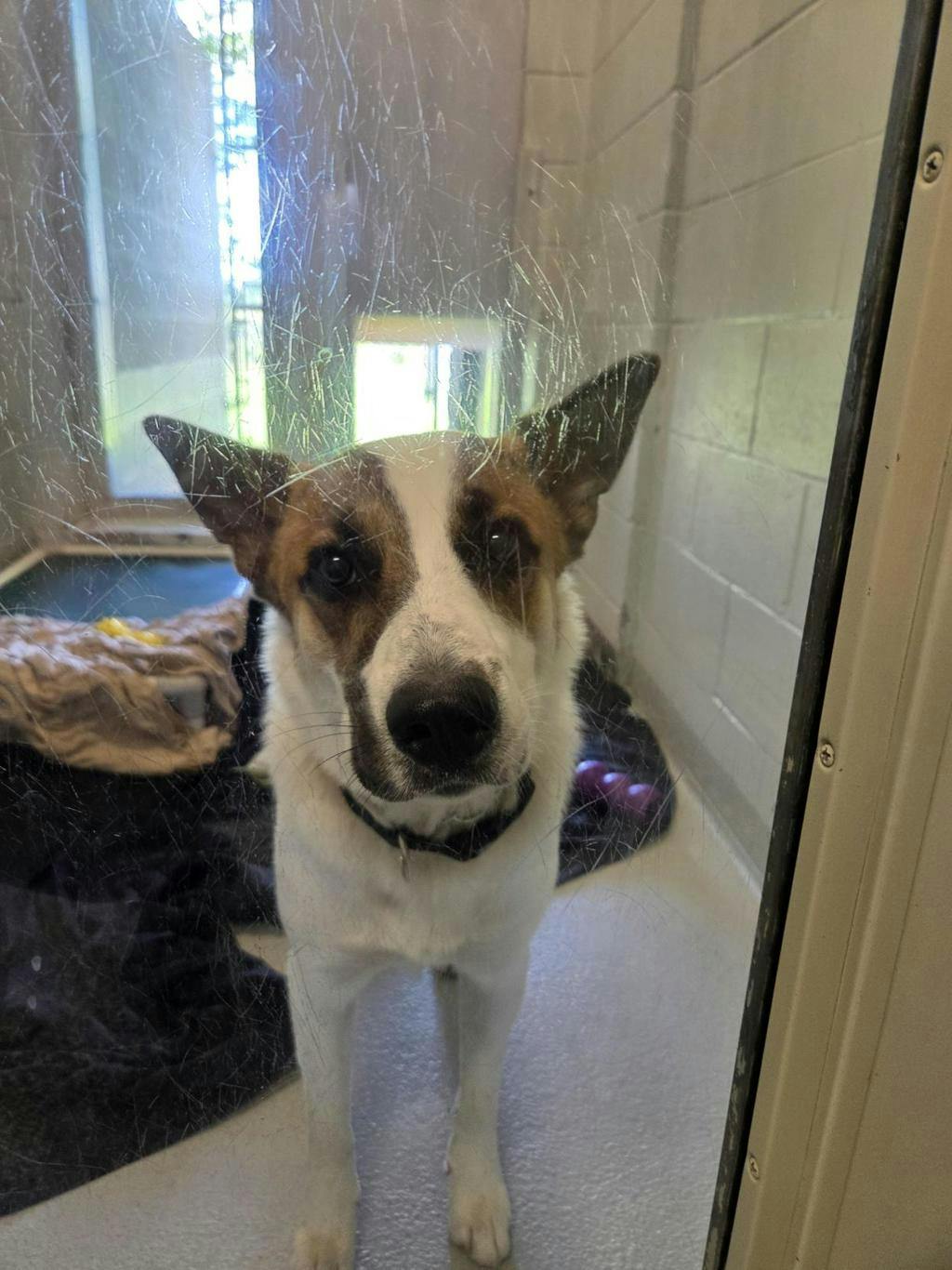 Bandit, a 9 months old White Male Blue Heeler Dog