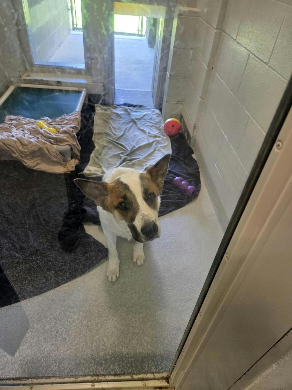 Bandit, a 9 months old White Male Blue Heeler Dog