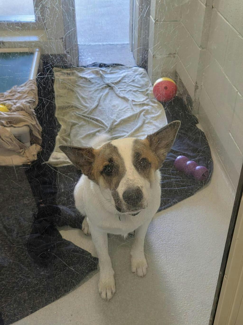 Bandit, a 9 months old White Male Blue Heeler Dog