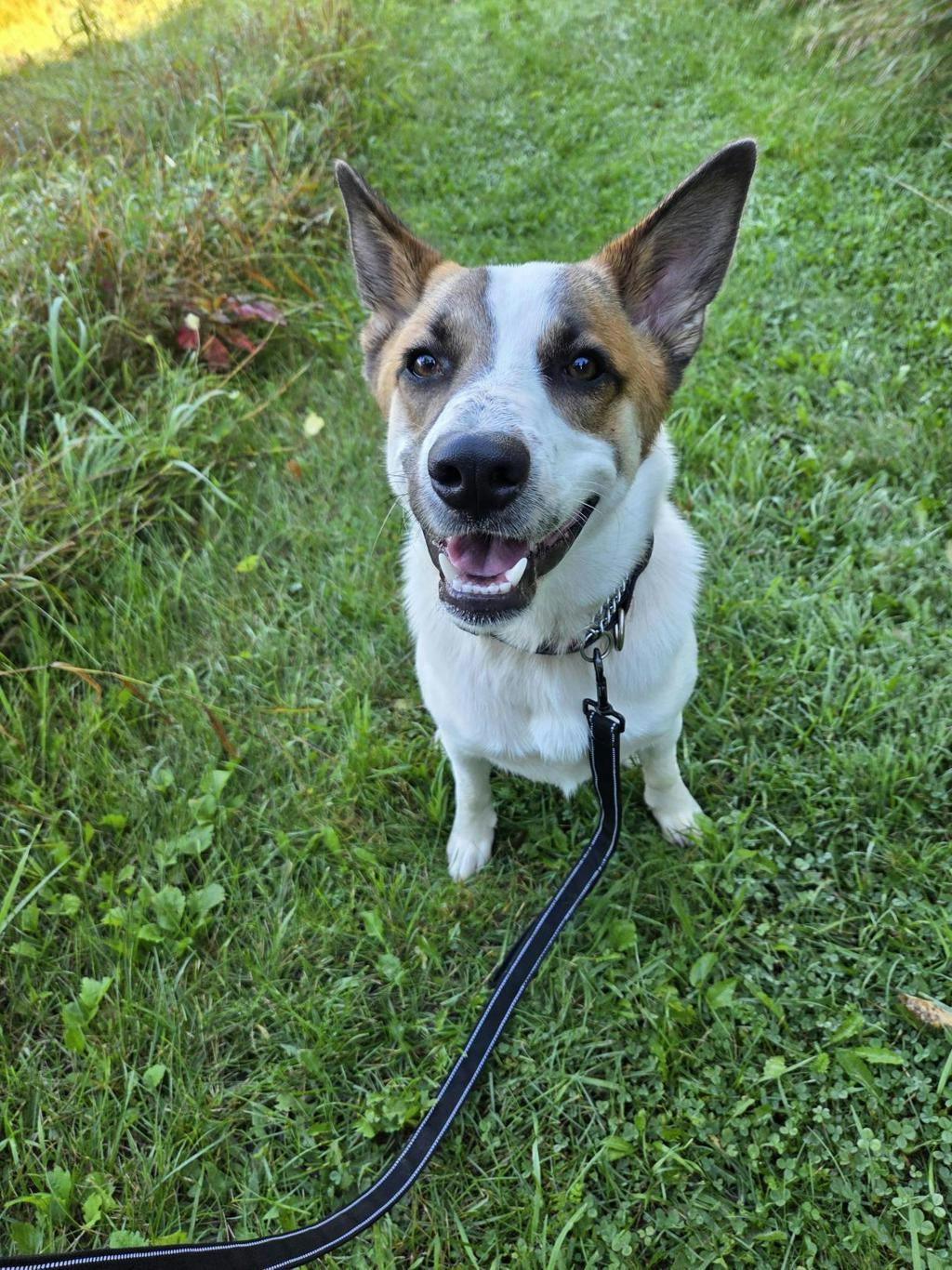 Bandit, a 9 months old White Male Blue Heeler Dog