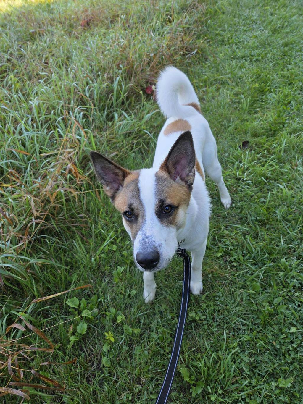 Bandit, a 9 months old White Male Blue Heeler Dog