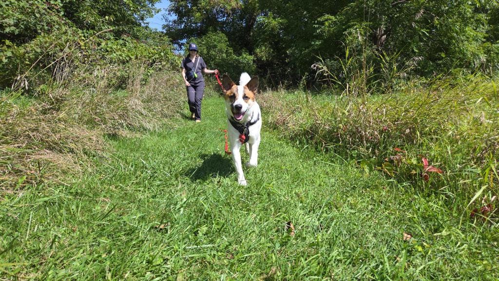 Bandit, a 9 months old White Male Blue Heeler Dog