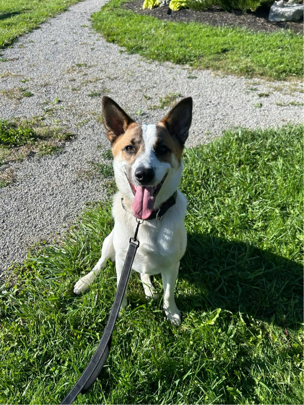 Bandit, a 9 months old White Male Blue Heeler Dog