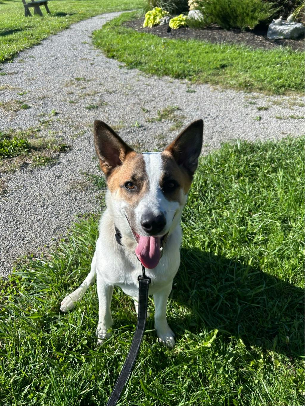 Bandit, a 9 months old White Male Blue Heeler Dog