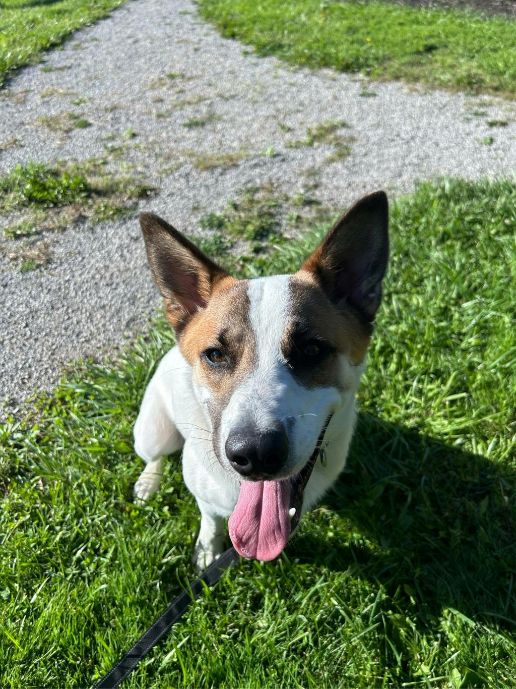 Bandit, a 9 months old White Male Blue Heeler Dog