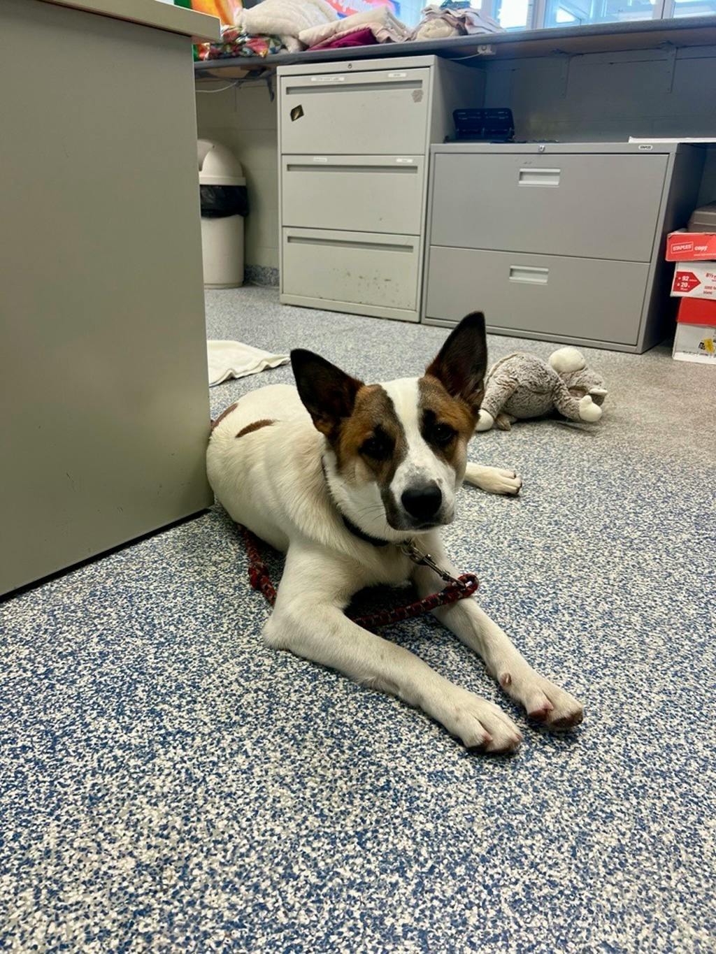 Bandit, a 10 months old White Male Blue Heeler Dog