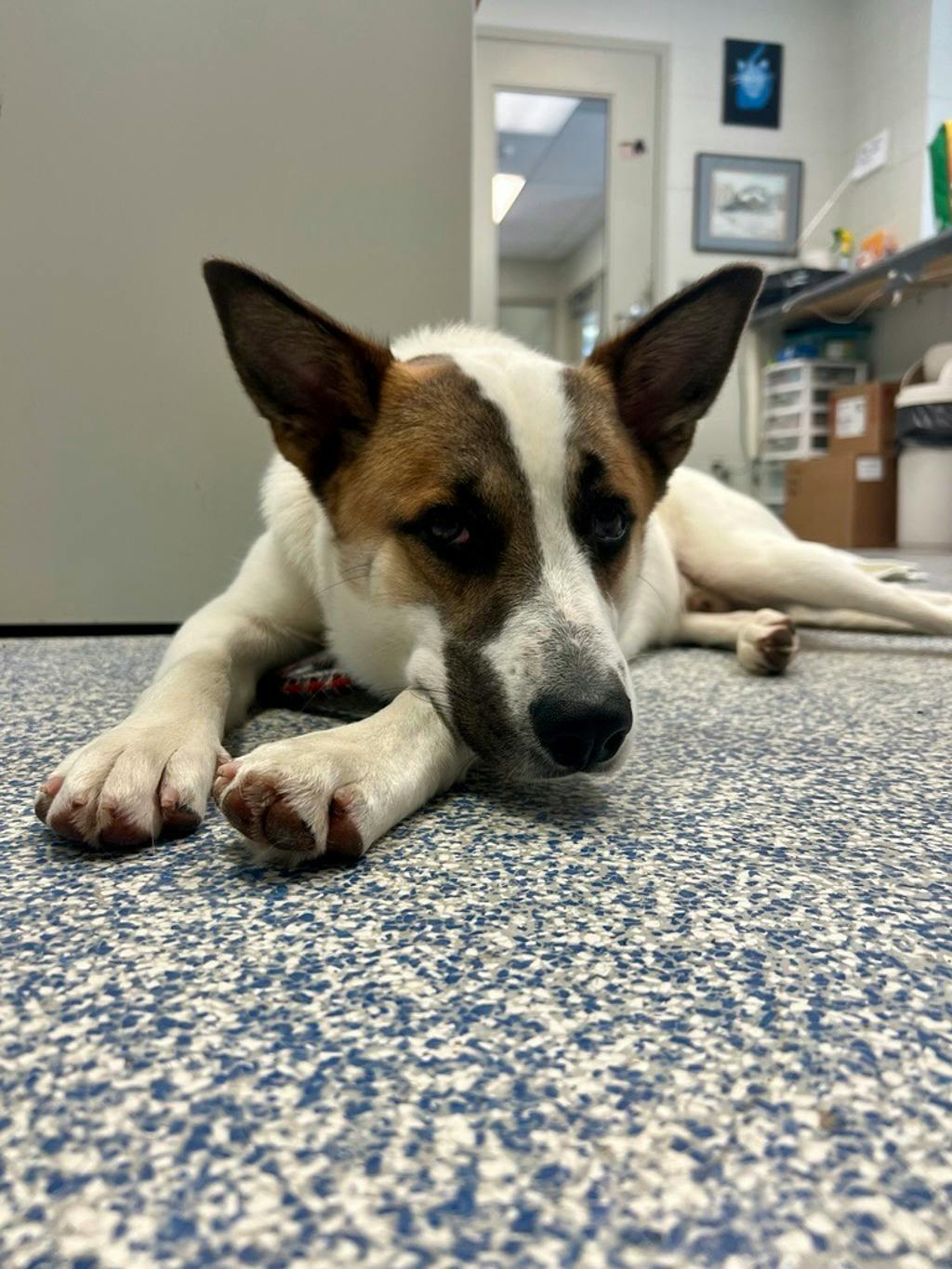 Bandit, a 10 months old White Male Blue Heeler Dog