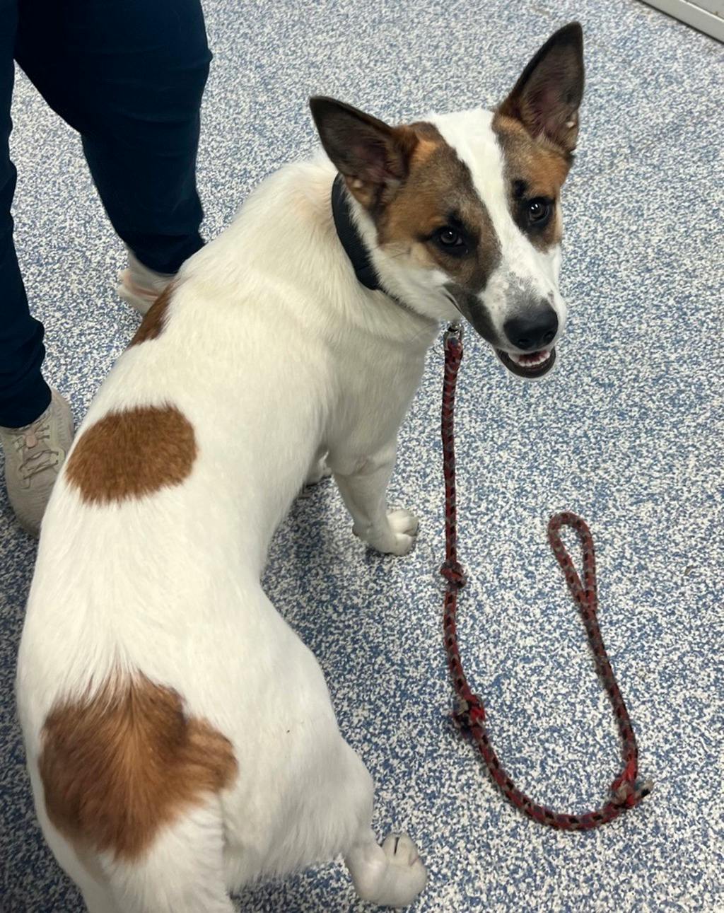 Bandit, a 10 months old White Male Blue Heeler Dog