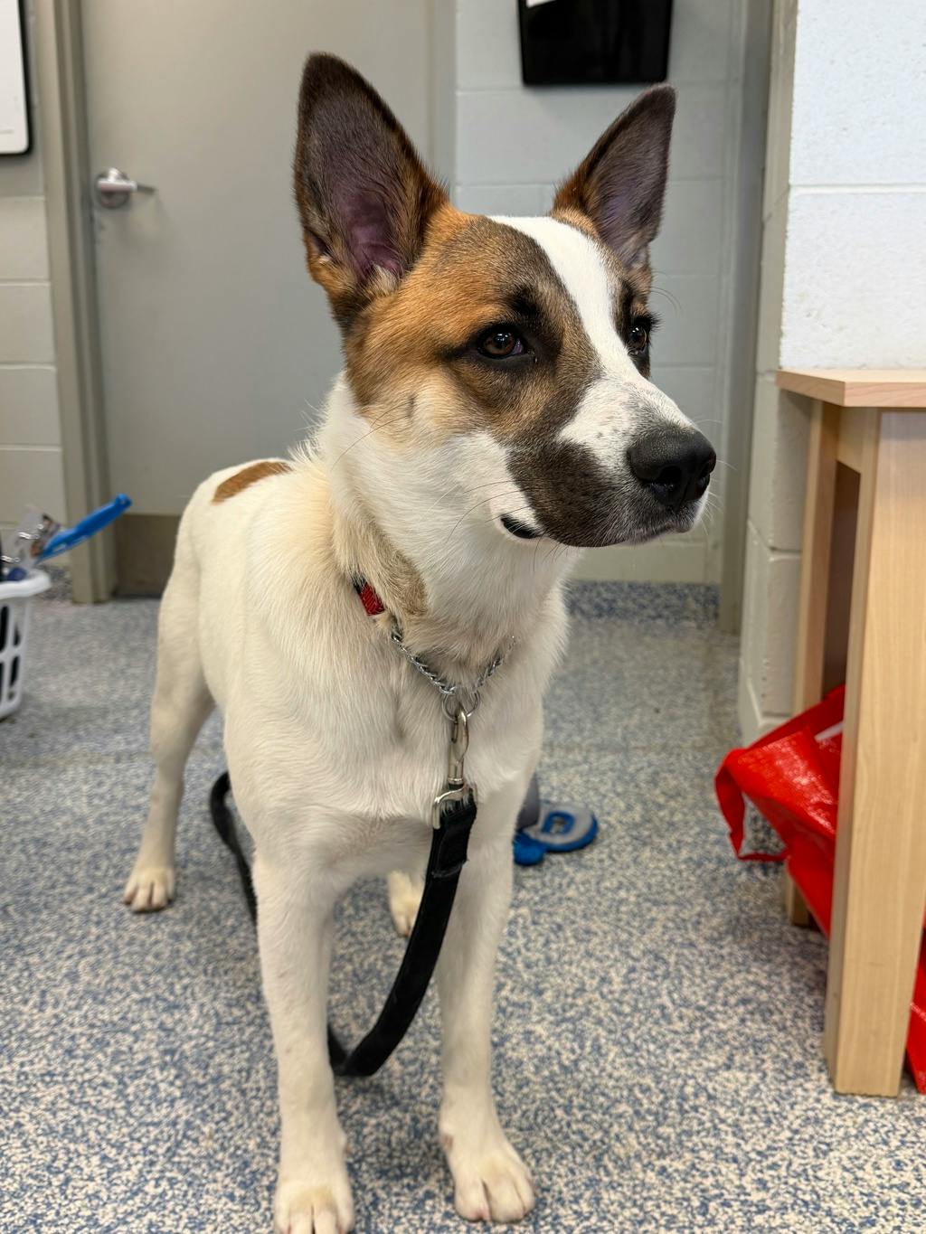 Bandit, a 10 months old White Male Blue Heeler Dog