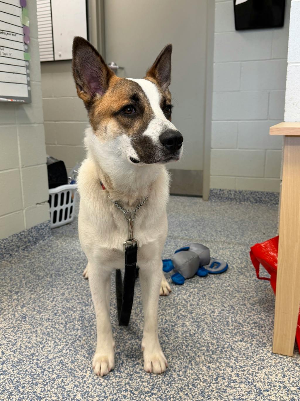 Bandit, a 10 months old White Male Blue Heeler Dog