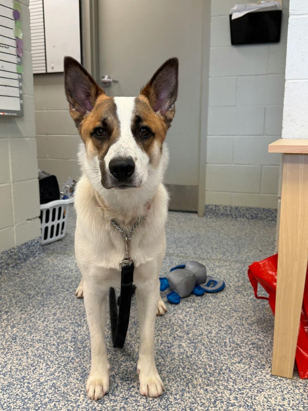 Bandit, a 10 months old White Male Blue Heeler Dog