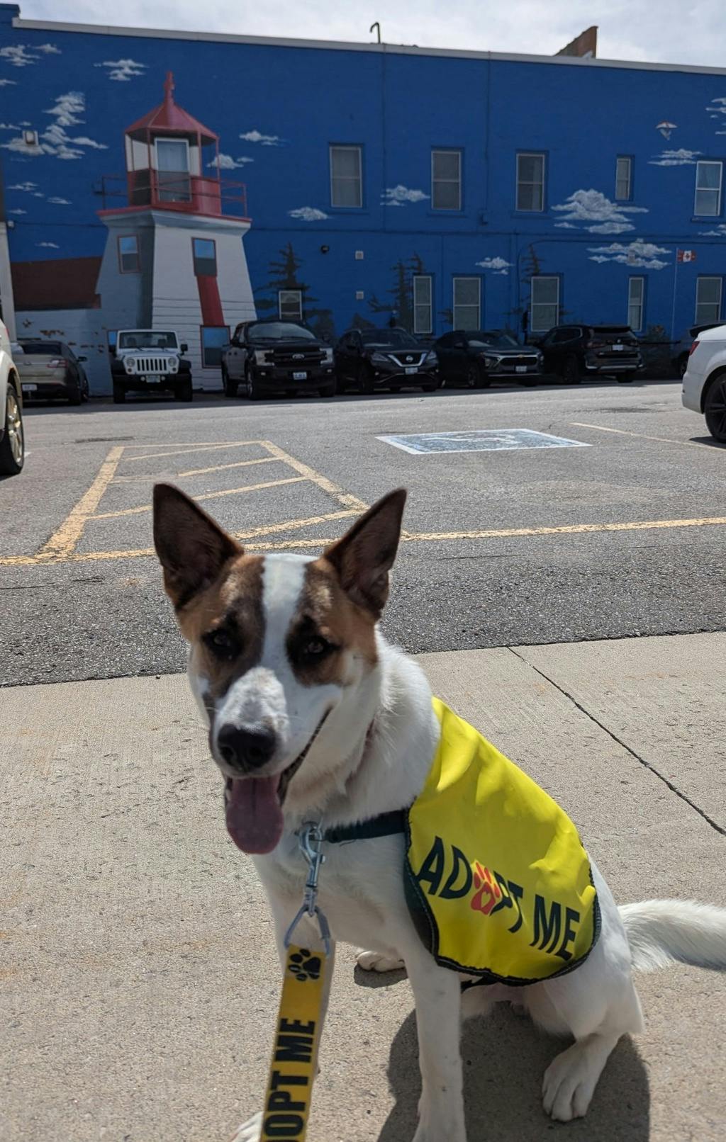 Bandit, a 10 months old White Male Blue Heeler Dog