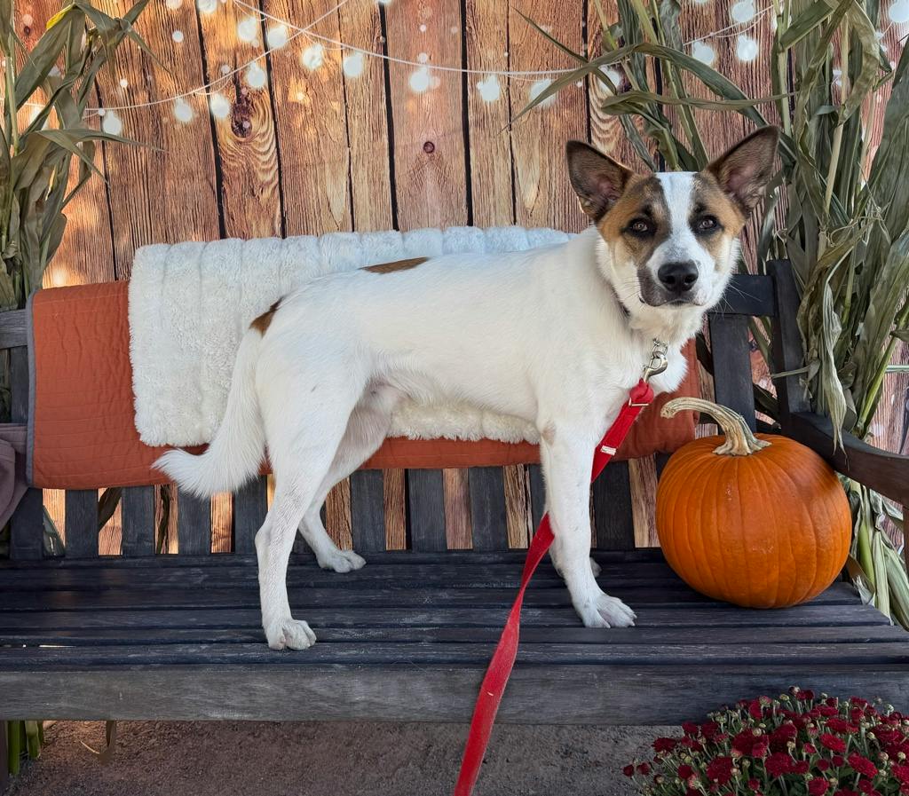 Bandit, a 10 months old White Male Blue Heeler Dog