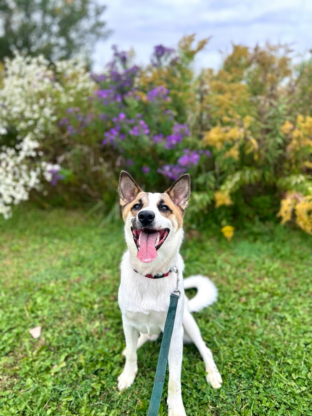 Bandit, a 10 months old White Male Blue Heeler Dog