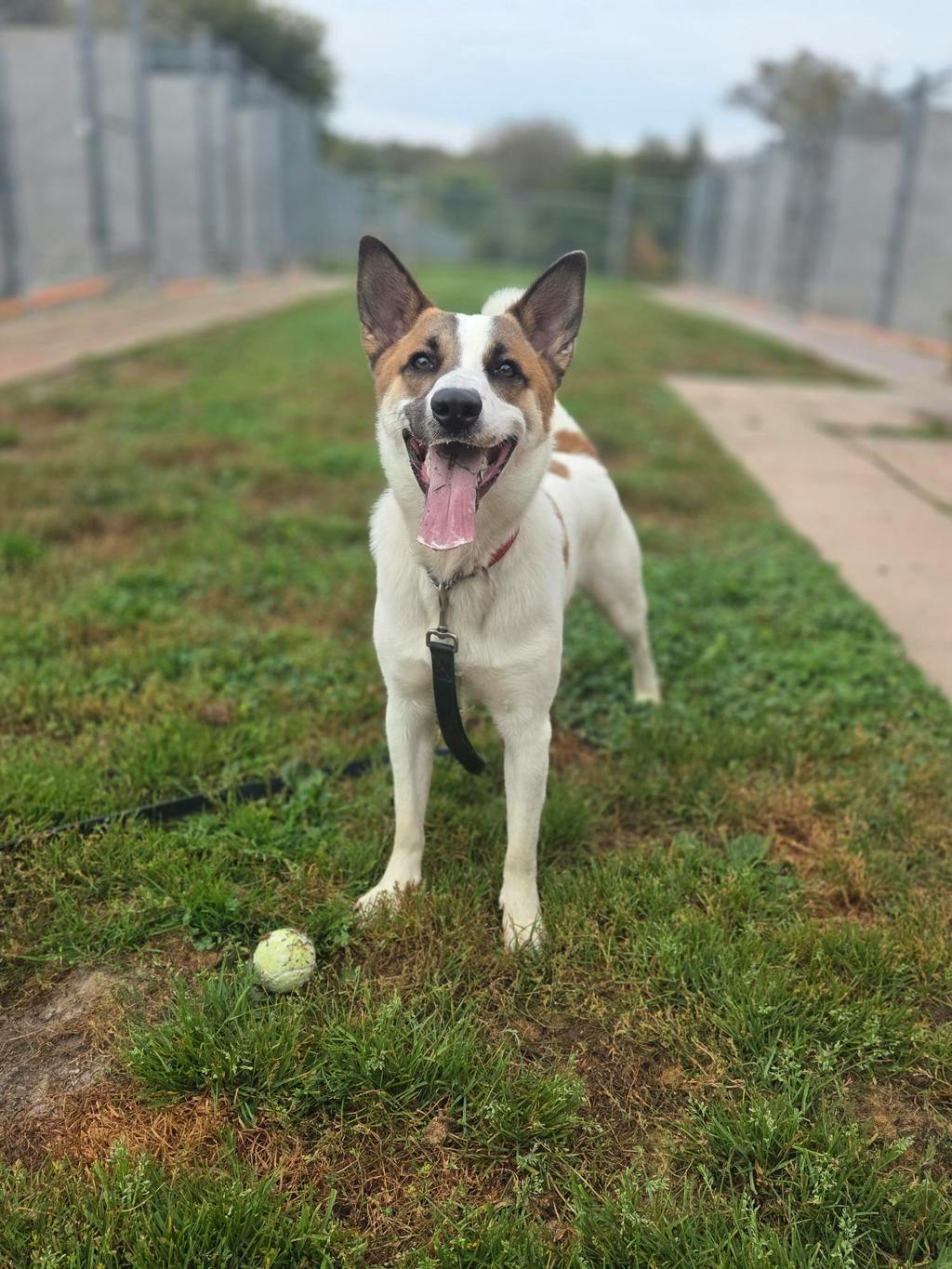 Bandit, a 11 months old White Male Blue Heeler Dog