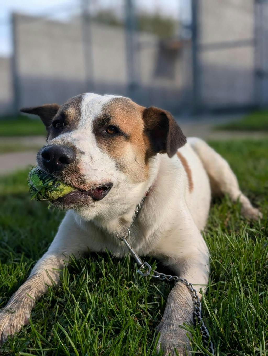 Bandit, a 11 months old White Male Blue Heeler Dog