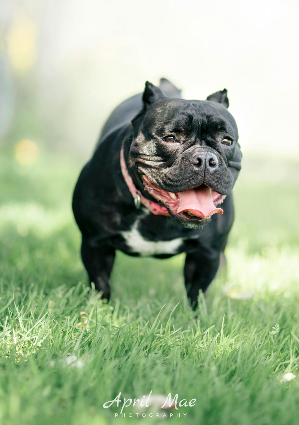 Athena, a 1 year and 6 months old Black Female Olde English Bulldogge Dog