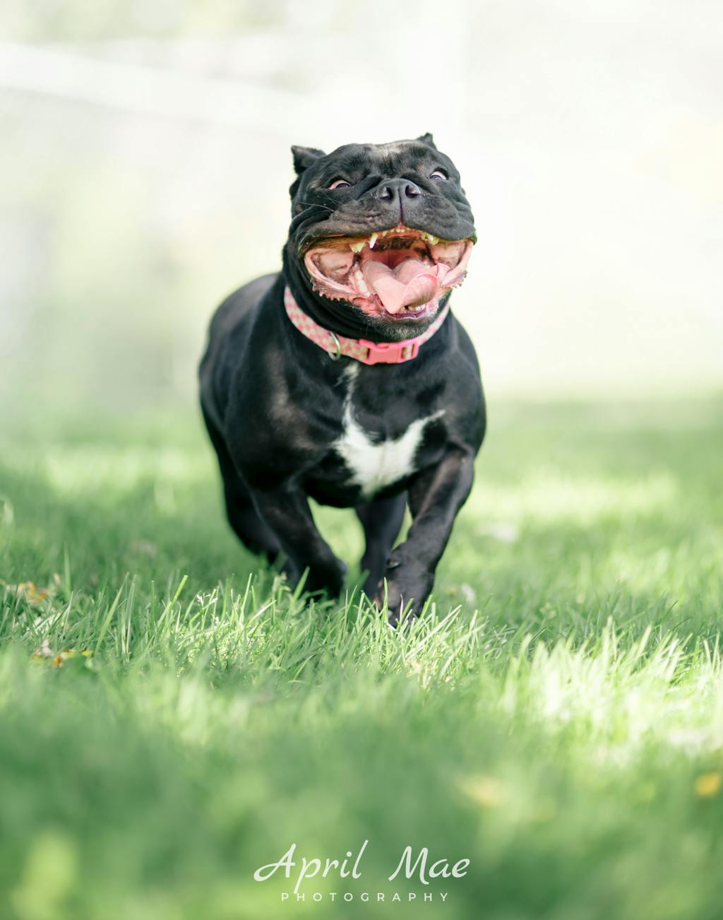 Athena, a 1 year and 6 months old Black Female Olde English Bulldogge Dog