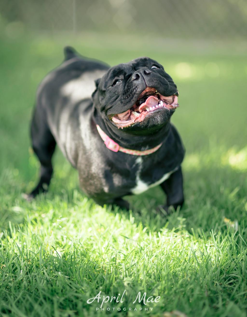 Athena, a 1 year and 6 months old Black Female Olde English Bulldogge Dog