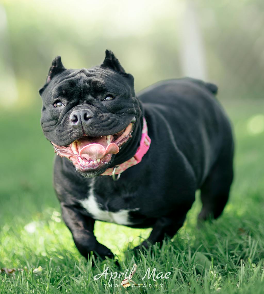 Athena, a 1 year and 6 months old Black Female Olde English Bulldogge Dog