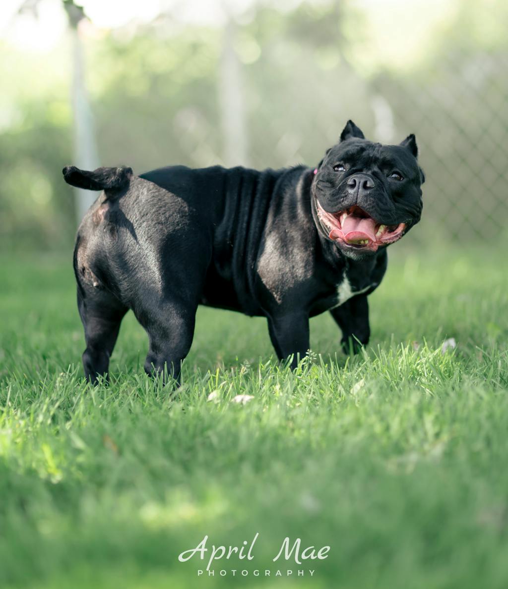 Athena, a 1 year and 6 months old Black Female Olde English Bulldogge Dog