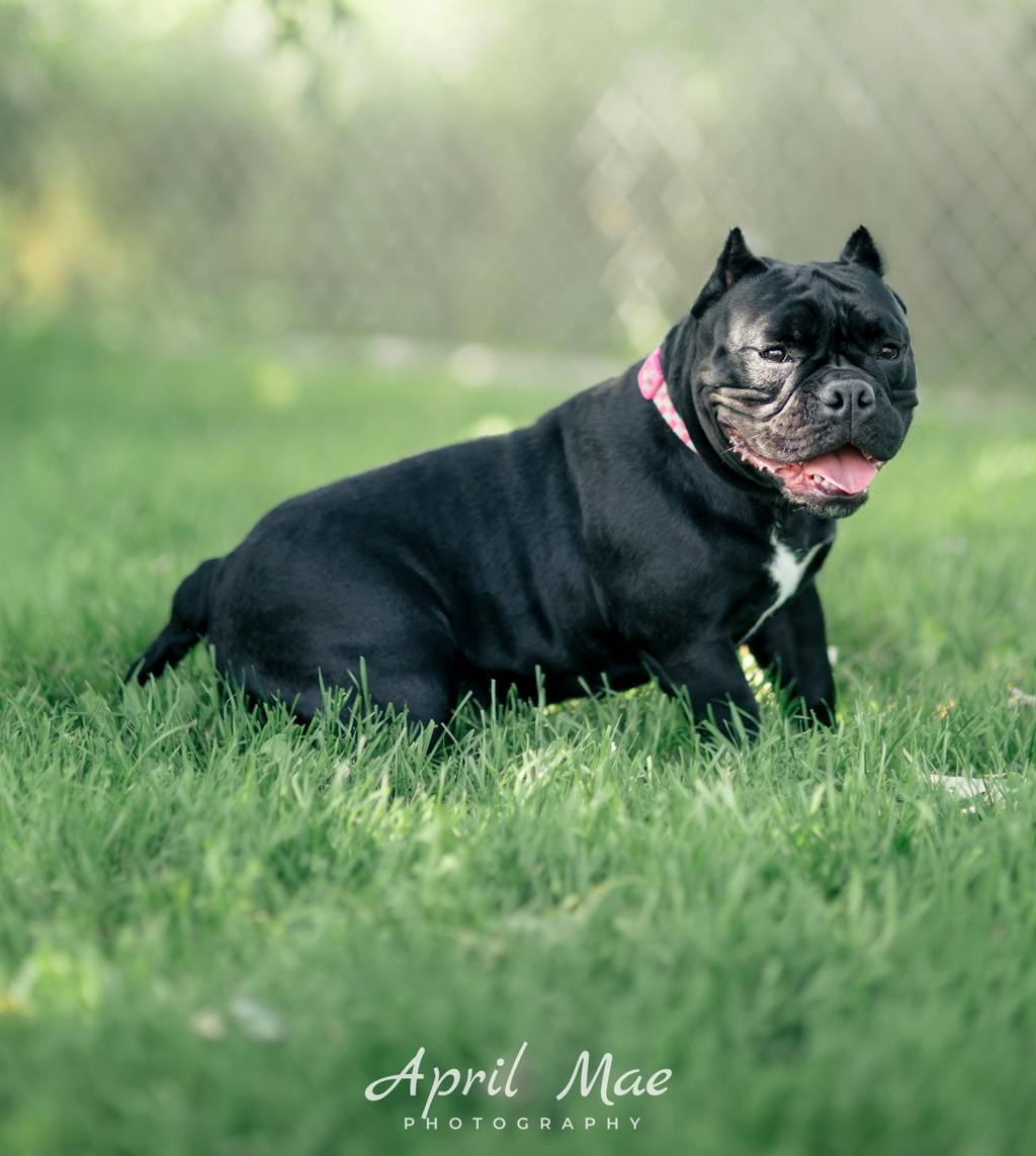 Athena, a 1 year and 6 months old Black Female Olde English Bulldogge Dog
