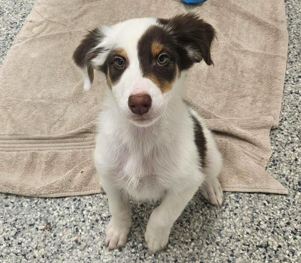 Penny, a 8 weeks old Tri Color Female Australian Shepherd Puppy
