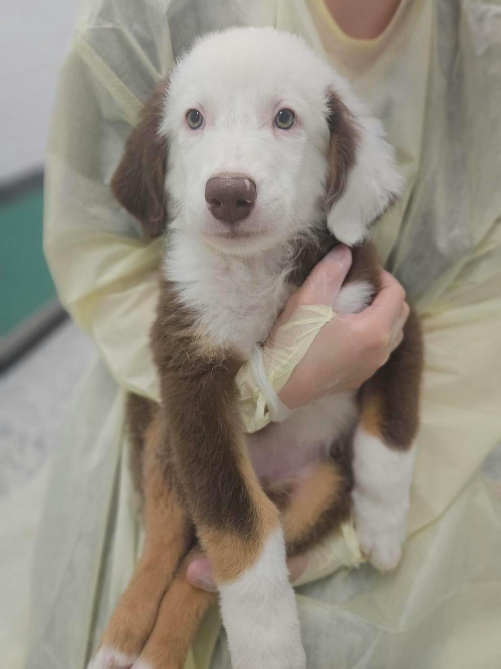 Leonard, a 8 weeks old Tri Color Male Australian Shepherd Puppy