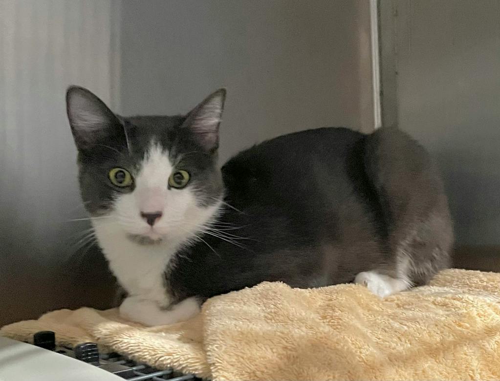 Zest, a 1 year old Grey Male Domestic Short Hair Cat