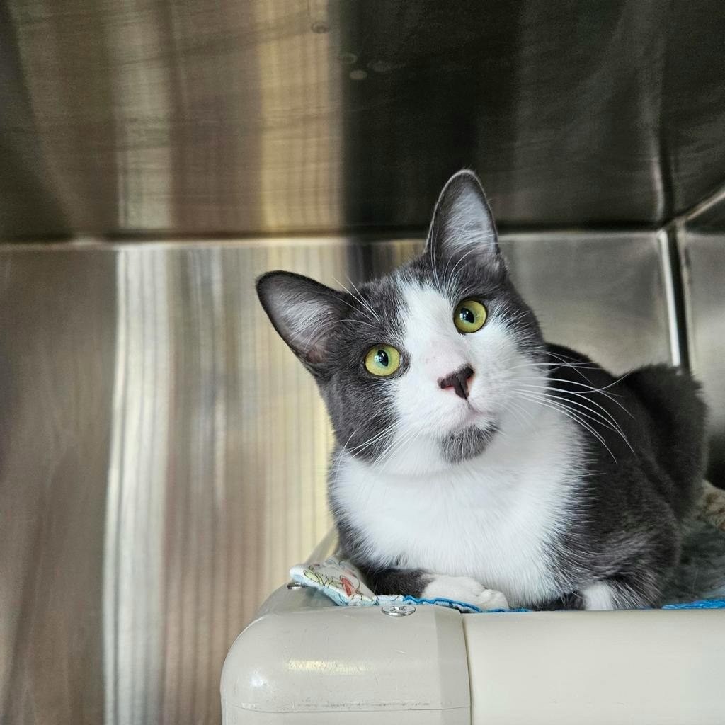 Zest, a 1 year old Grey Male Domestic Short Hair Cat