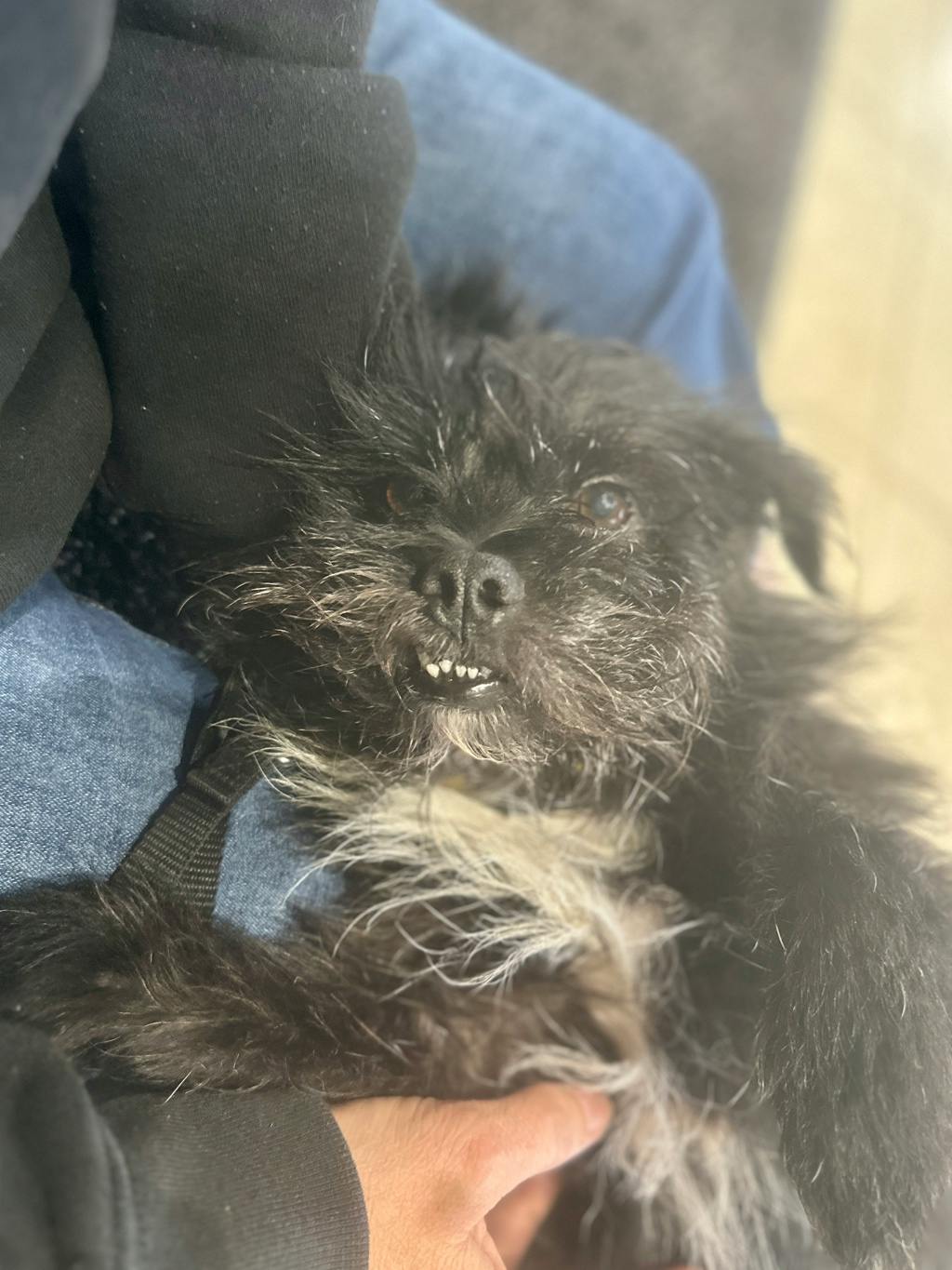 Woody, a 8 years old Black Male Terrier Dog
