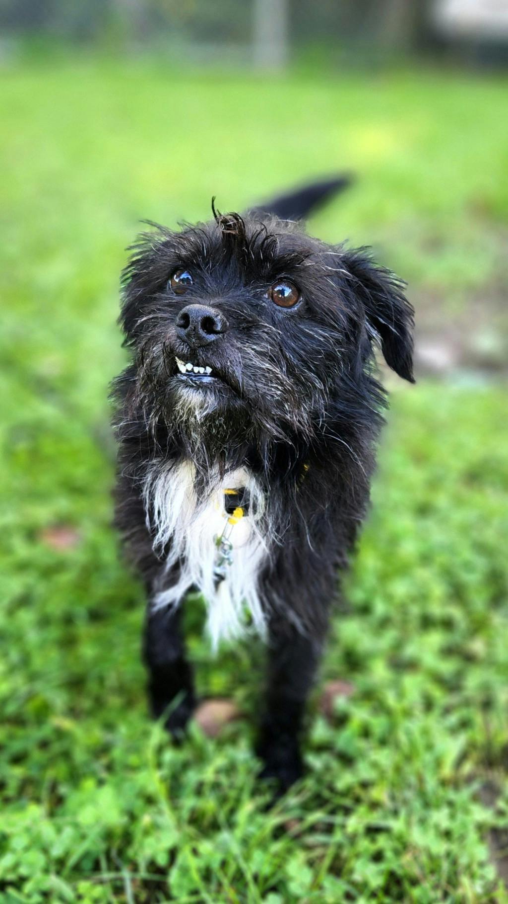 Woody, a 8 years old Black Male Terrier Dog
