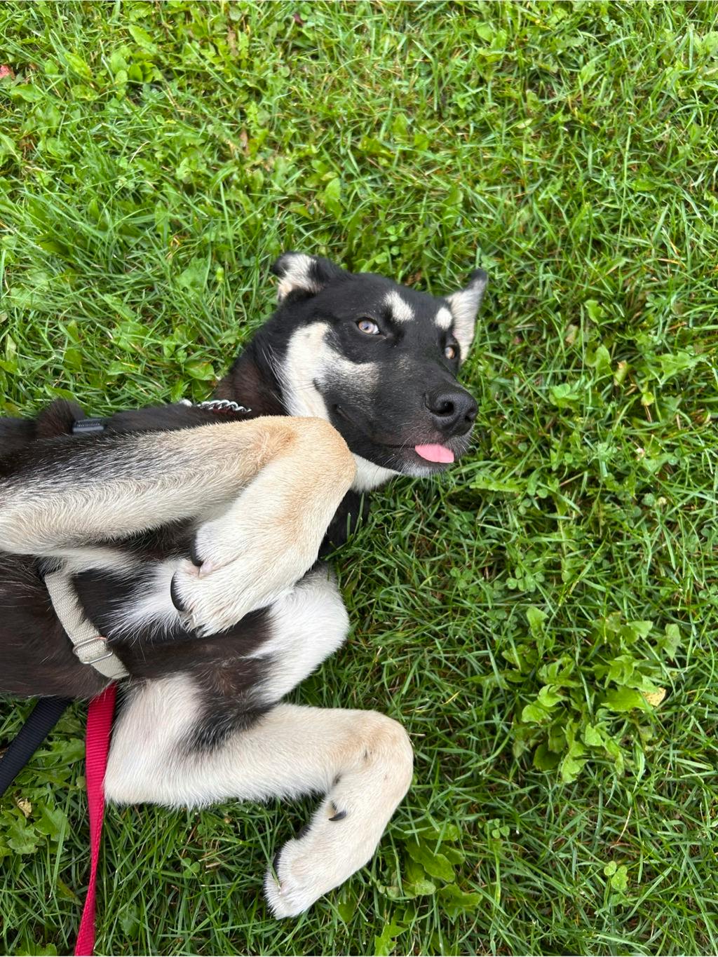 Jeff, a 7 months old Black Male German Shepherd Dog