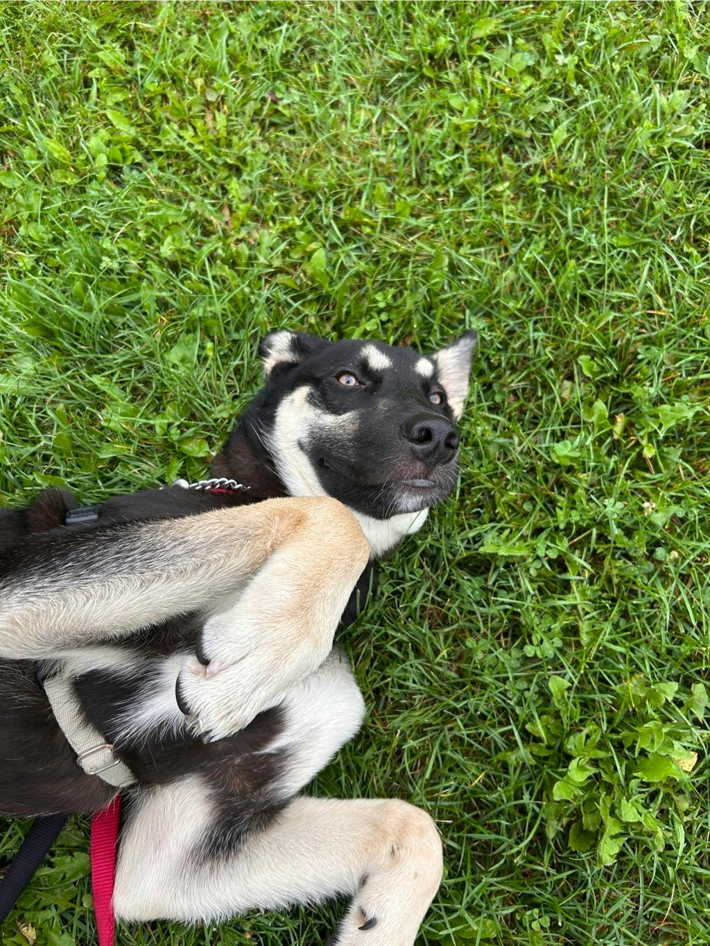 Jeff, a 7 months old Black Male German Shepherd Dog