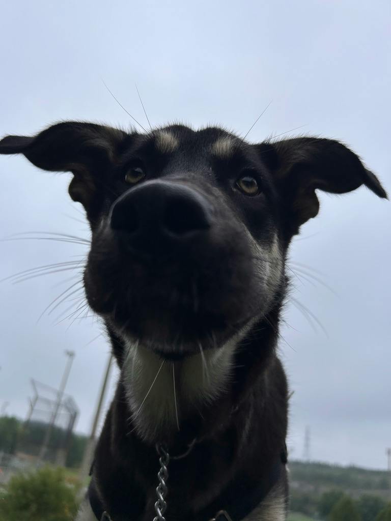 Jeff, a 7 months old Black Male German Shepherd Dog