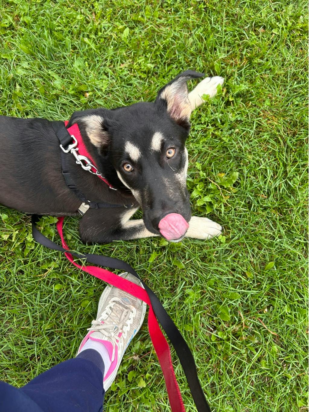 Jeff, a 7 months old Black Male German Shepherd Dog